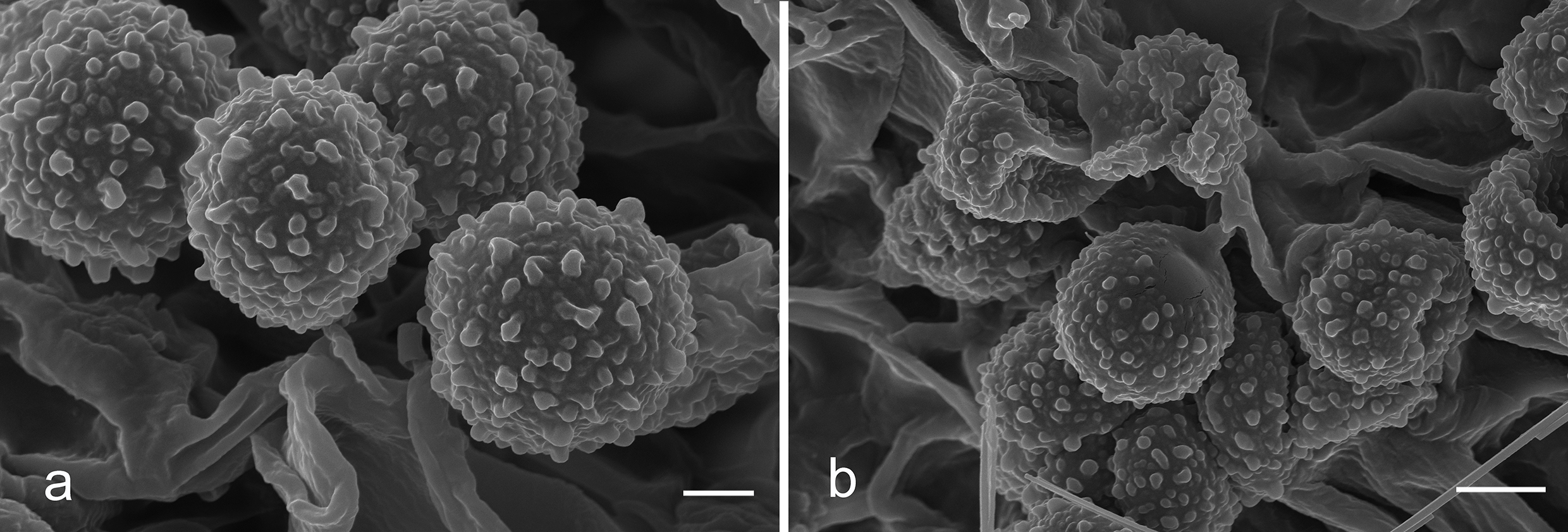 Figure 20